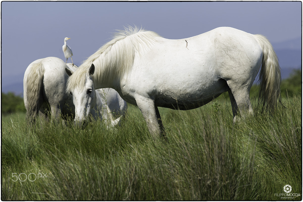 AF-S Zoom-Nikkor 80-200mm f/2.8D IF-ED sample photo. Camargue horses 5 photography