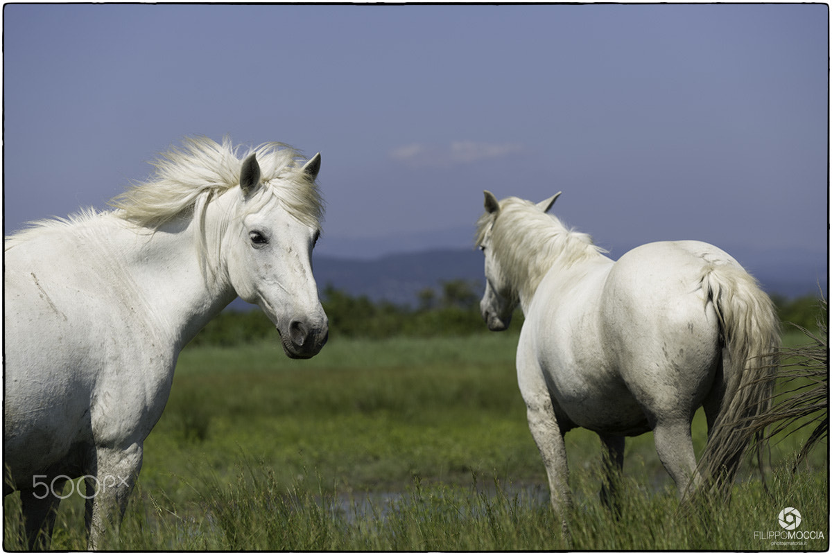 AF-S Zoom-Nikkor 80-200mm f/2.8D IF-ED sample photo. Camargue horses 3 photography