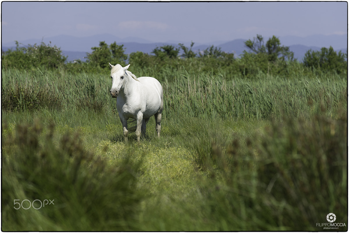 Nikon D600 + AF-S Zoom-Nikkor 80-200mm f/2.8D IF-ED sample photo. Camargue horses 4 photography