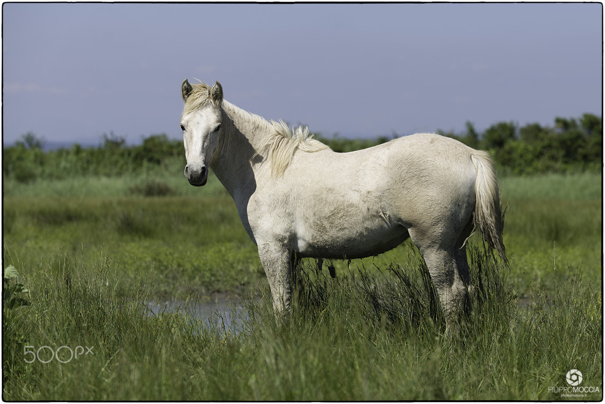 AF-S Zoom-Nikkor 80-200mm f/2.8D IF-ED sample photo. Camargue horses 2 photography