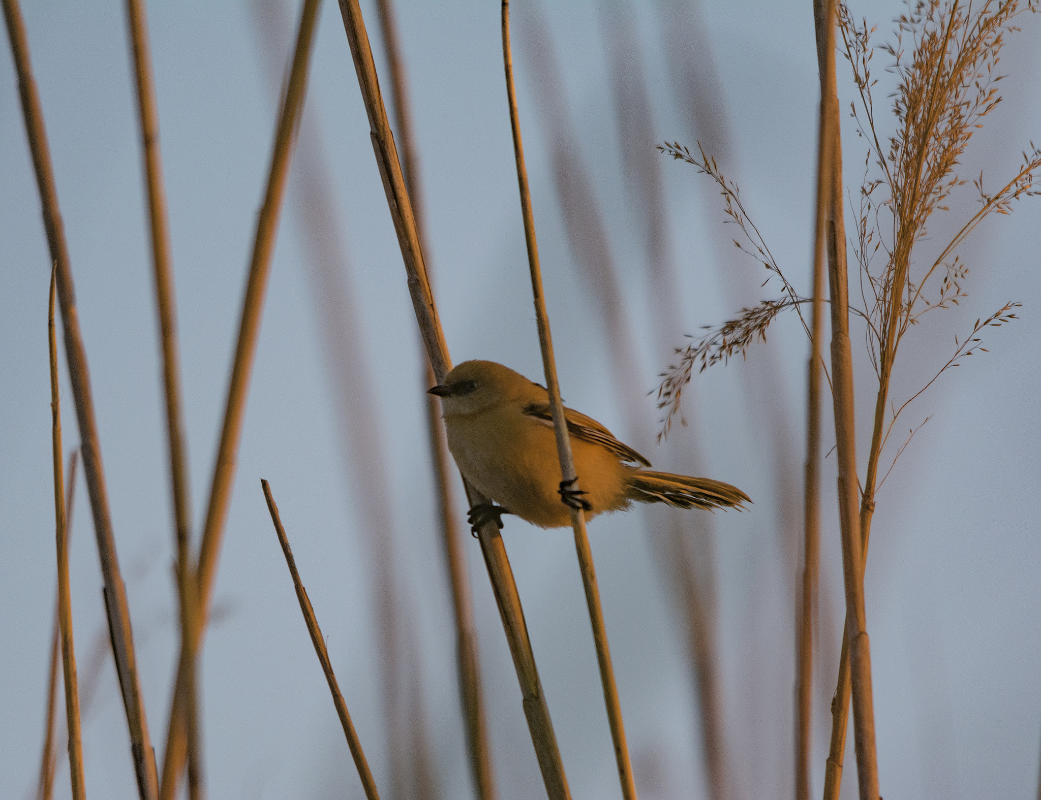 Sigma 150-500mm F5-6.3 DG OS HSM sample photo. Athlete bird photography
