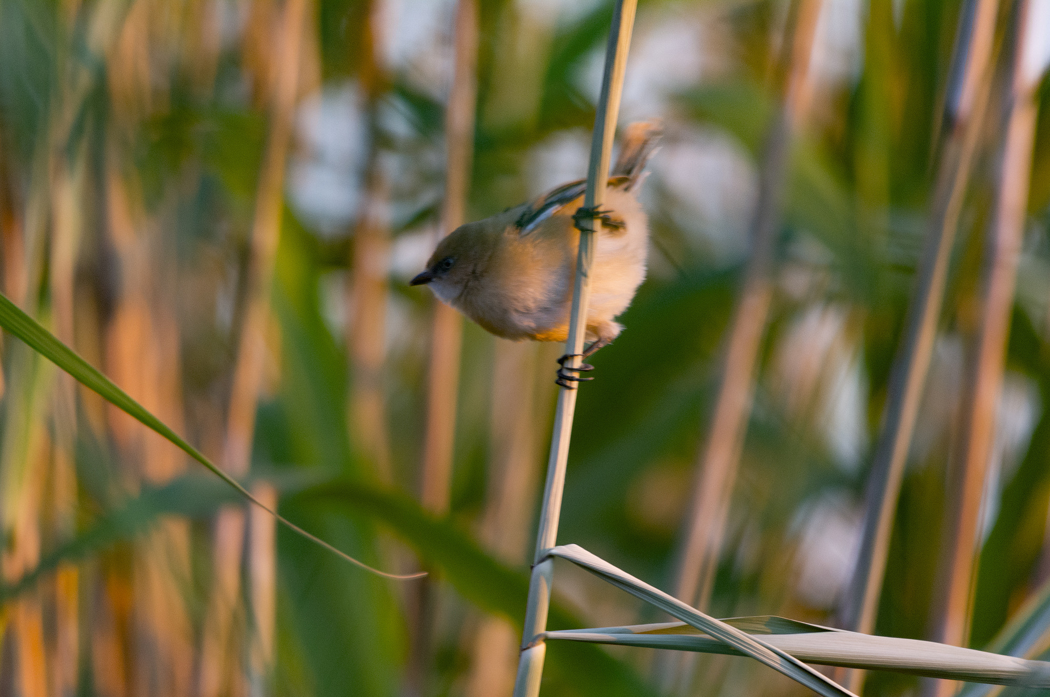 Sigma 150-500mm F5-6.3 DG OS HSM sample photo. Ready for the start photography