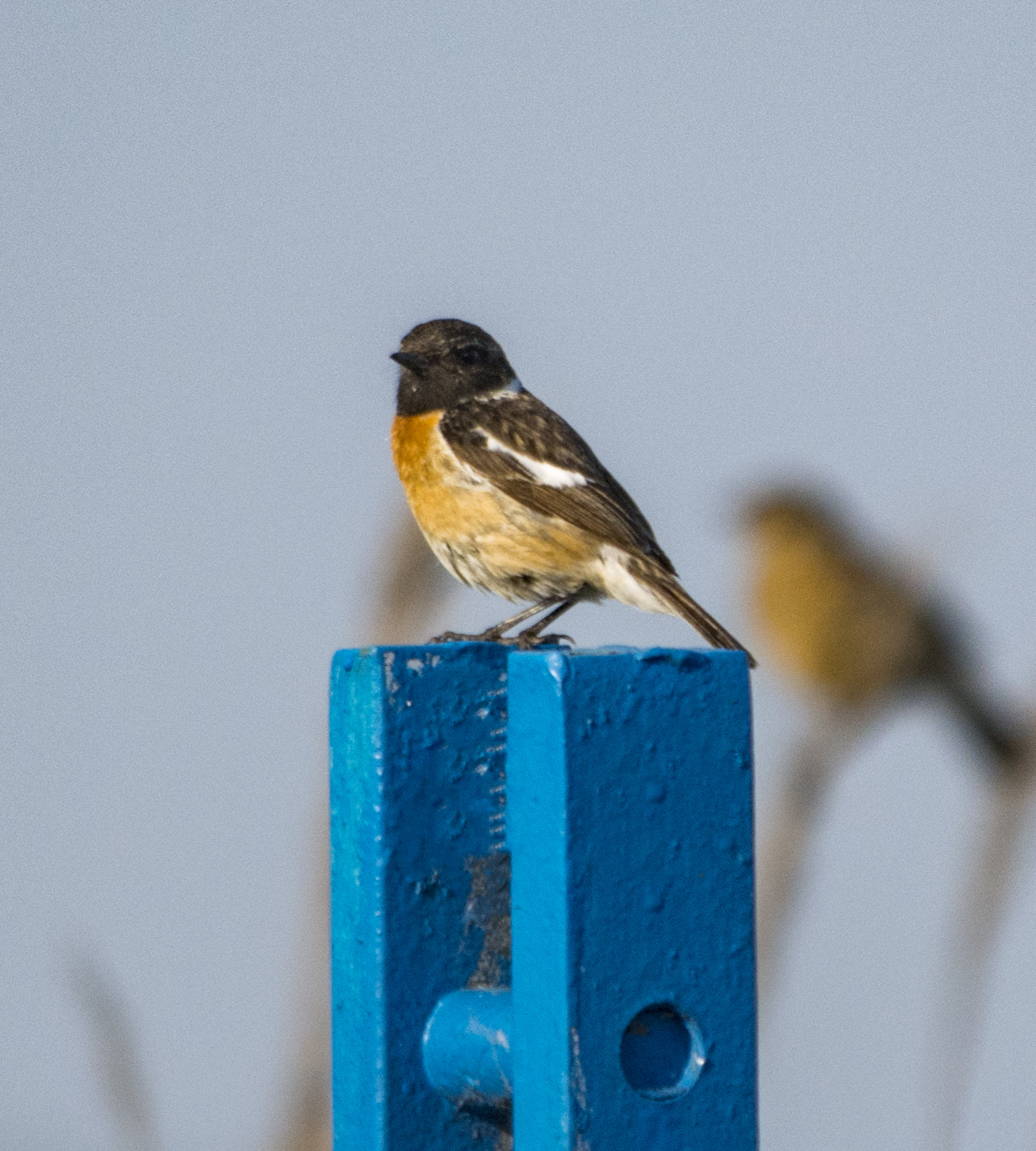 Sigma 150-500mm F5-6.3 DG OS HSM sample photo. Relax photography