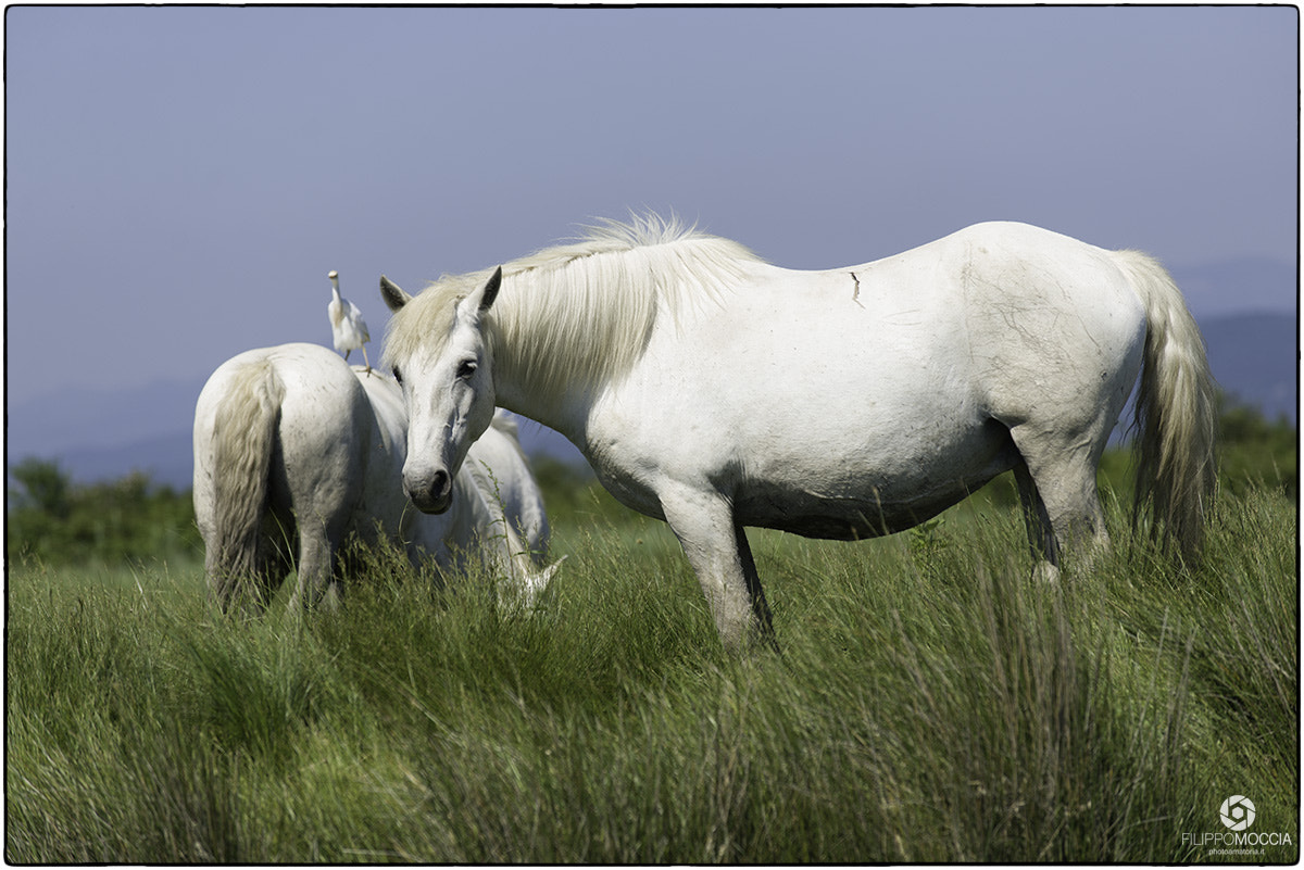 Nikon D600 + AF-S Zoom-Nikkor 80-200mm f/2.8D IF-ED sample photo. Camargue horses 5 photography