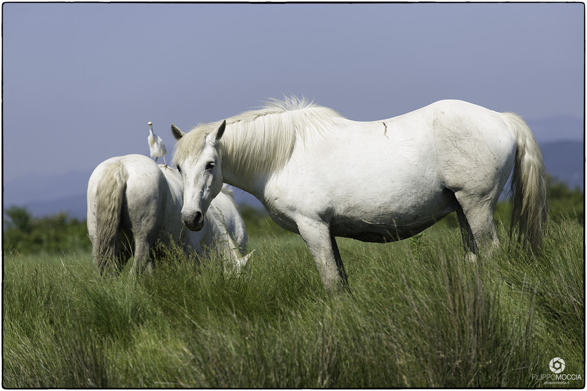 AF-S Zoom-Nikkor 80-200mm f/2.8D IF-ED sample photo. Camargue horses 5 photography