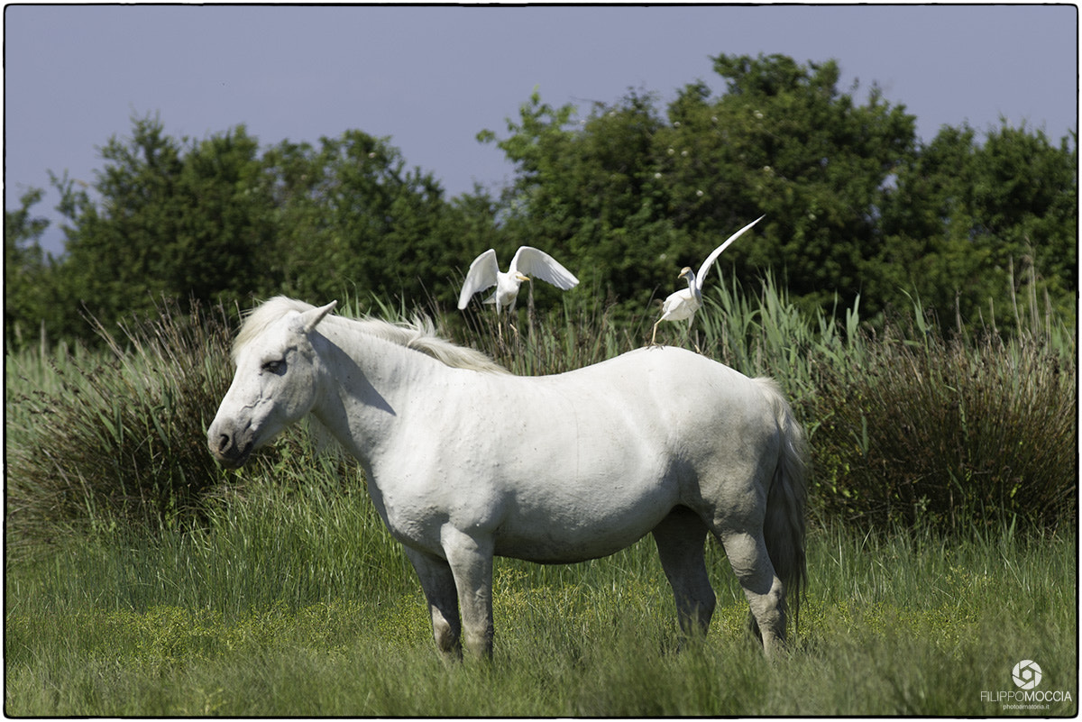 Nikon D600 + AF-S Zoom-Nikkor 80-200mm f/2.8D IF-ED sample photo. Camargue horses 6 photography