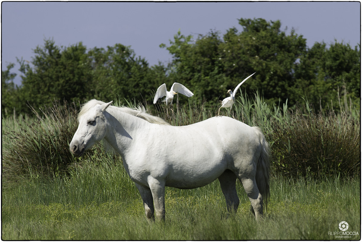 AF-S Zoom-Nikkor 80-200mm f/2.8D IF-ED sample photo. Camargue horses 6 photography