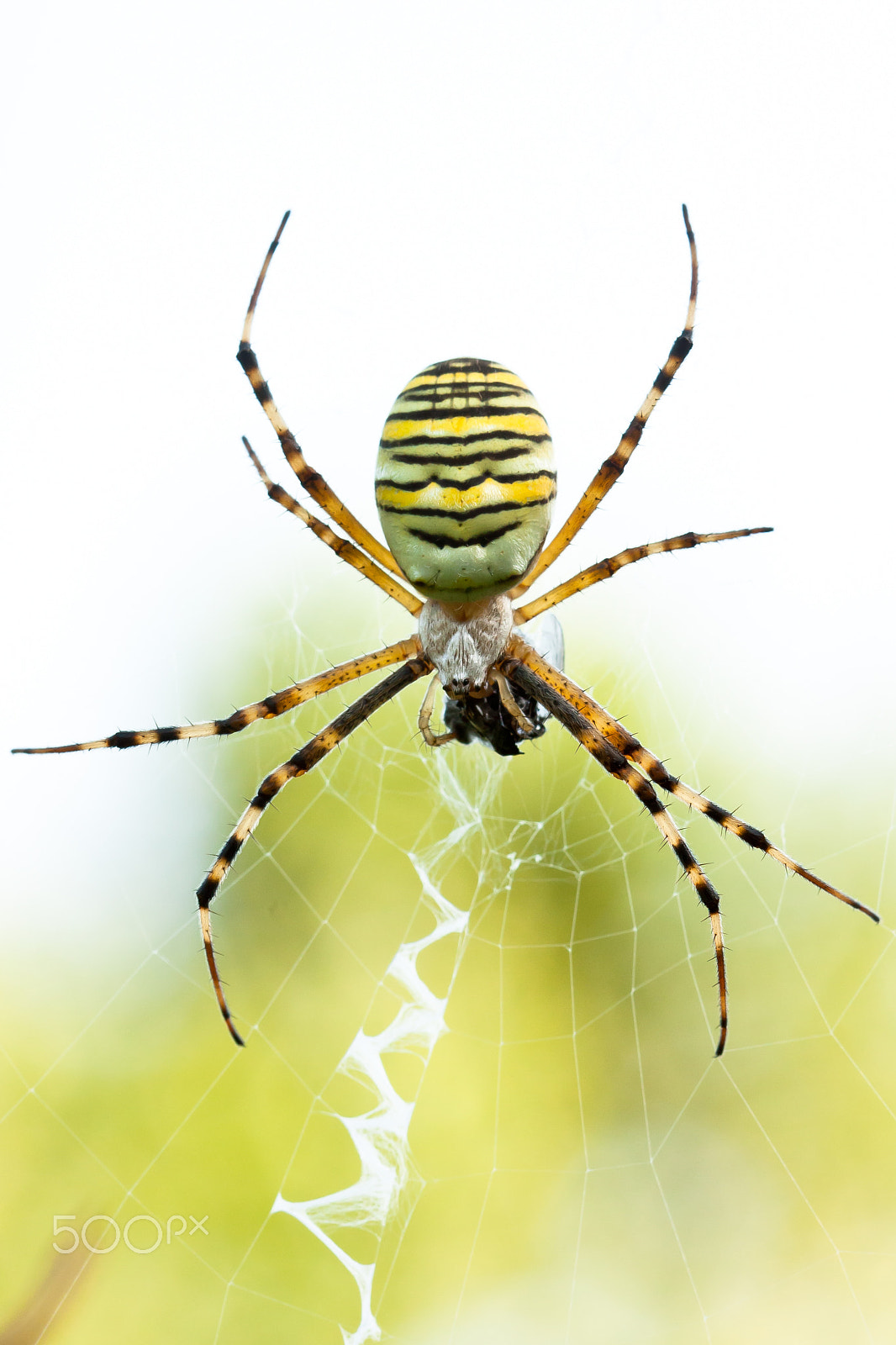 Canon EF 100mm F2.8 Macro USM sample photo. Wasp spider photography