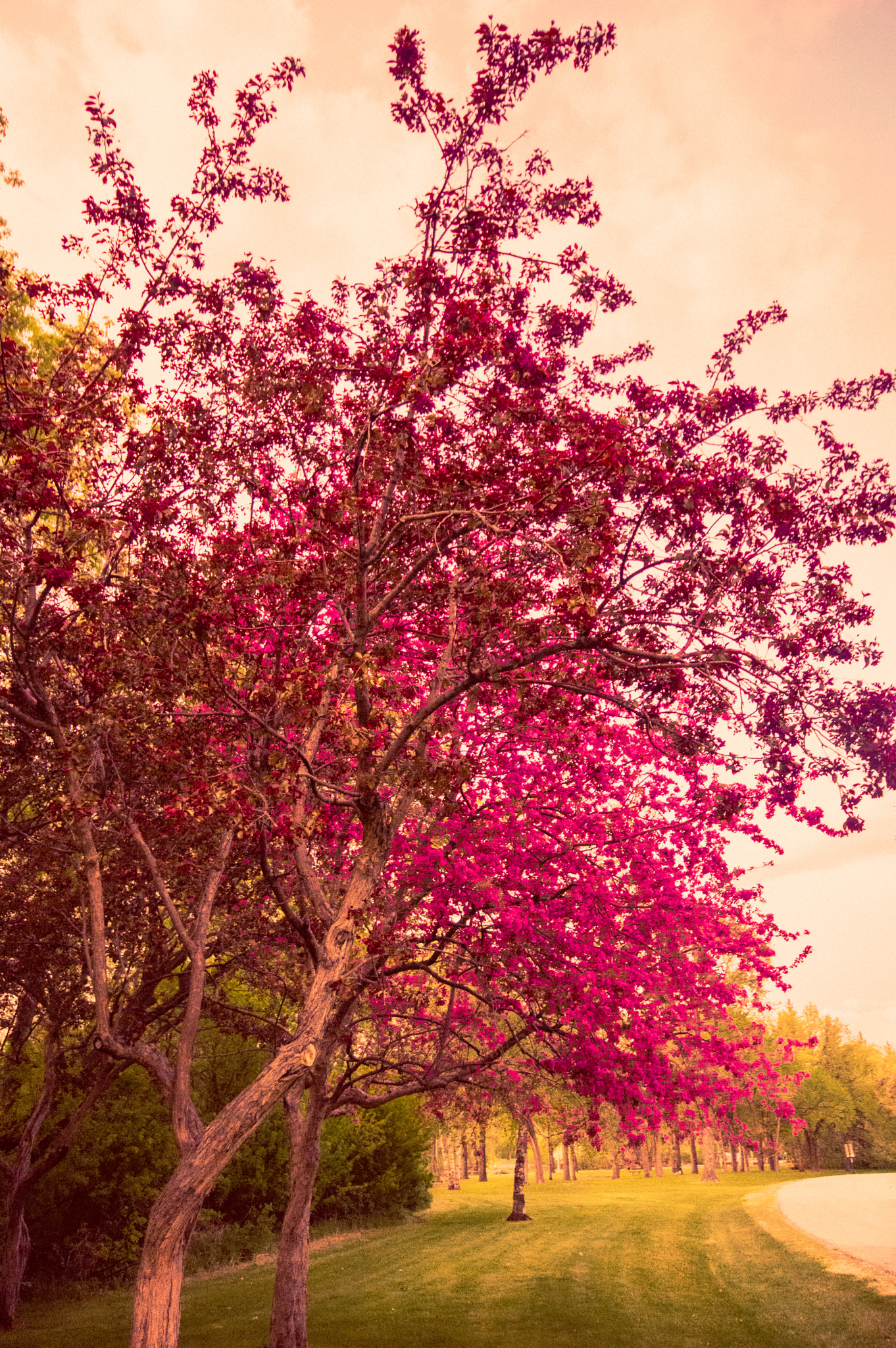 Sigma AF 10-20mm F4-5.6 EX DC sample photo. Bright cherry tree photography