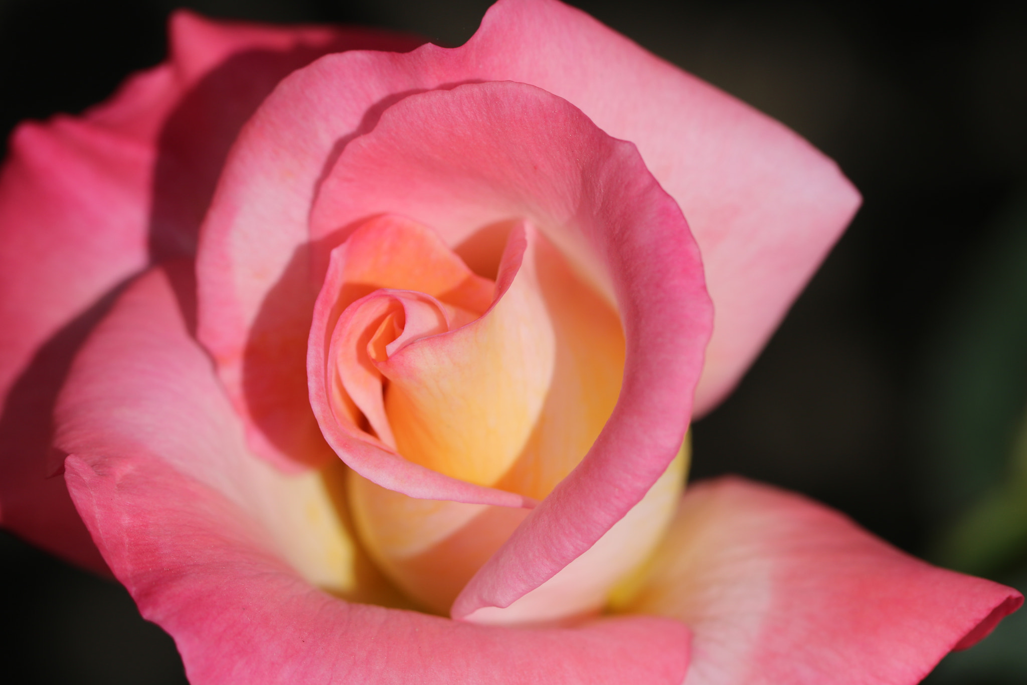 Canon EOS 750D (EOS Rebel T6i / EOS Kiss X8i) + Canon EF 100mm F2.8L Macro IS USM sample photo. Flowers photography