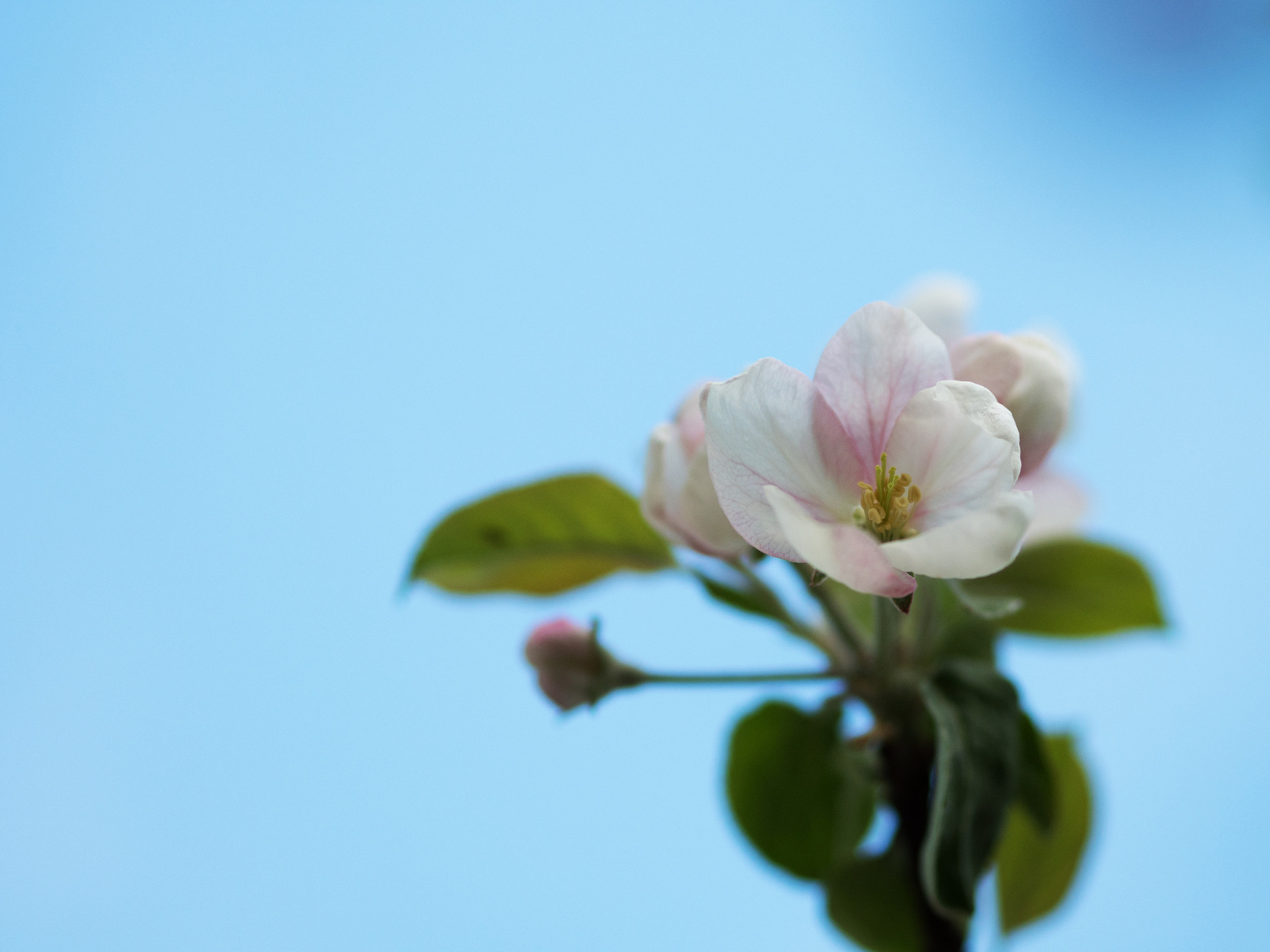 Olympus PEN E-PL7 + Olympus M.Zuiko Digital 45mm F1.8 sample photo. Apple blossom on the sky photography