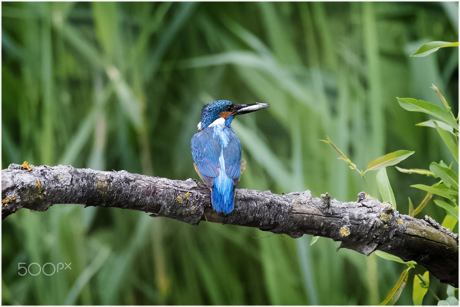 Sigma 50-500mm F4.5-6.3 DG OS HSM sample photo. Ijsvogel photography