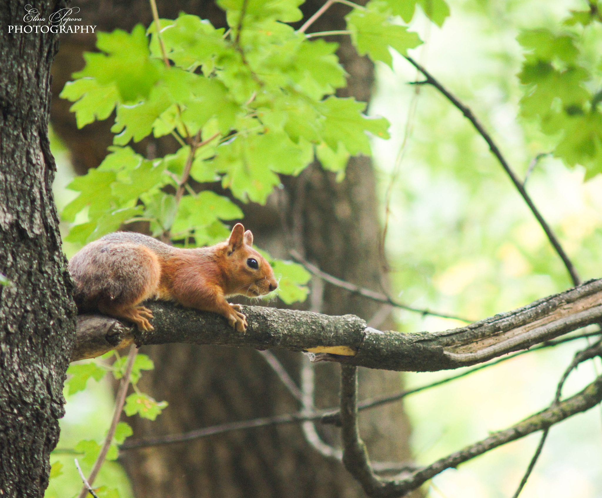 Sony SLT-A55 (SLT-A55V) + Minolta AF 70-210mm F4 Macro sample photo. *** photography