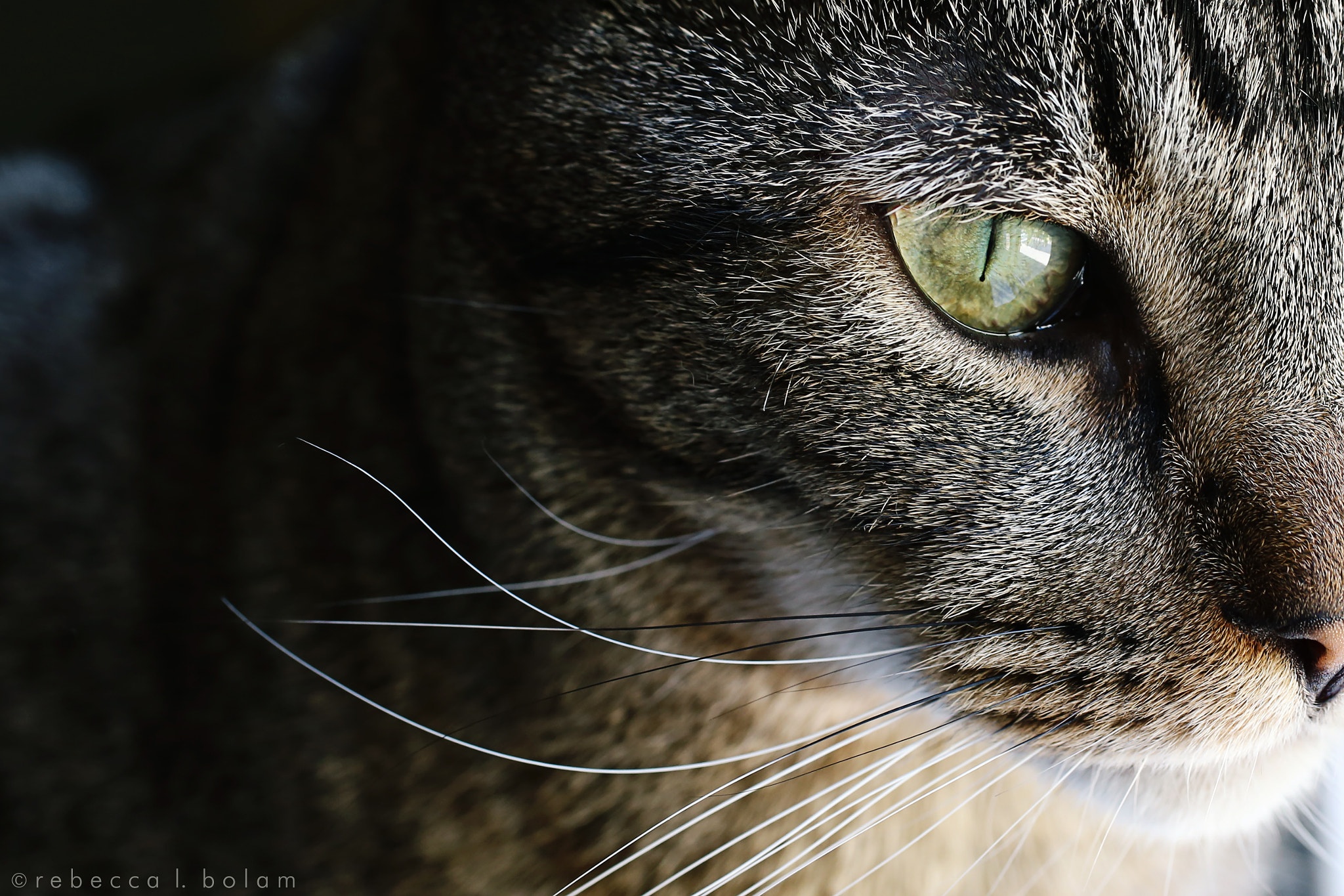 Canon EOS 6D + Canon EF 50mm F2.5 Macro sample photo. Monk's details photography