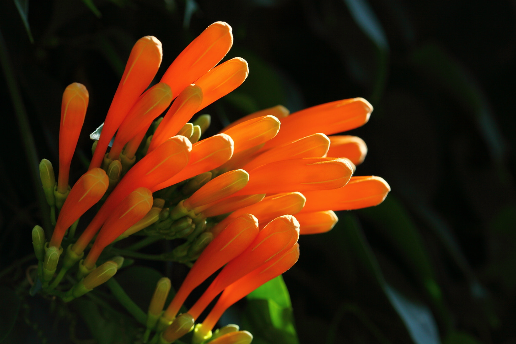 Canon EF 100mm F2.8 Macro USM sample photo. Fire-cracker vine photography