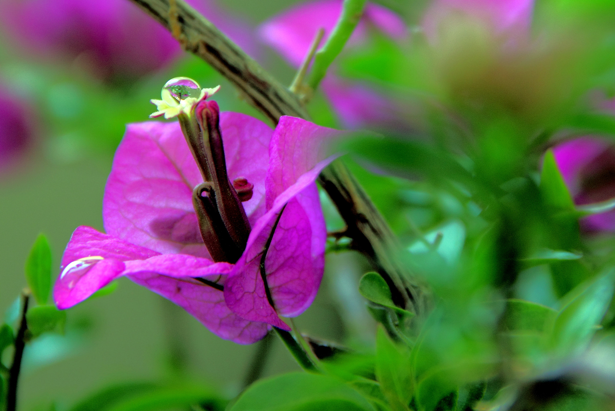 Canon EF-S 18-135mm F3.5-5.6 IS sample photo. Fiore giallo photography