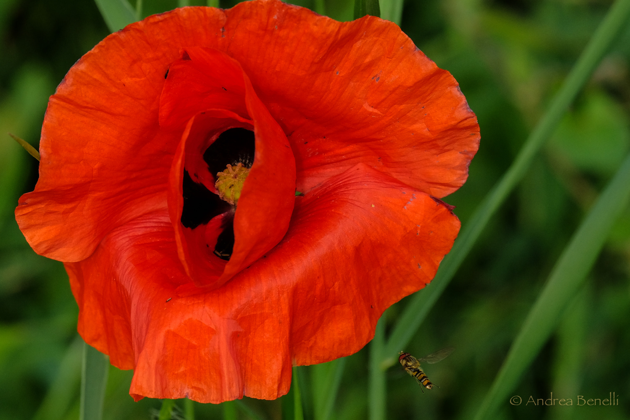 Fujifilm X-E2 + Fujifilm XC 50-230mm F4.5-6.7 OIS sample photo. The poppy and the bee photography