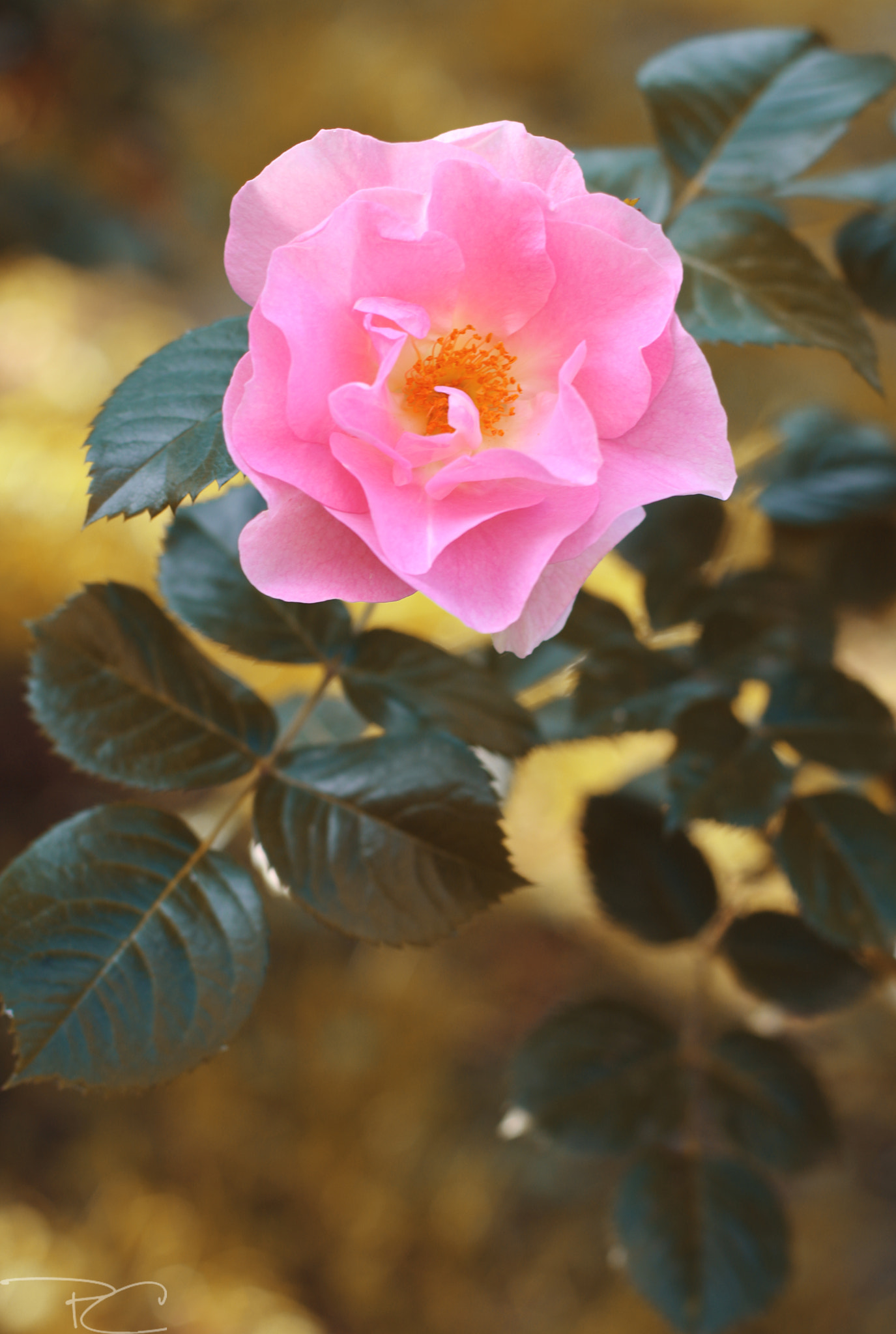 Canon EOS 750D (EOS Rebel T6i / EOS Kiss X8i) + Canon EF 50mm F1.4 USM sample photo. Rose love photography