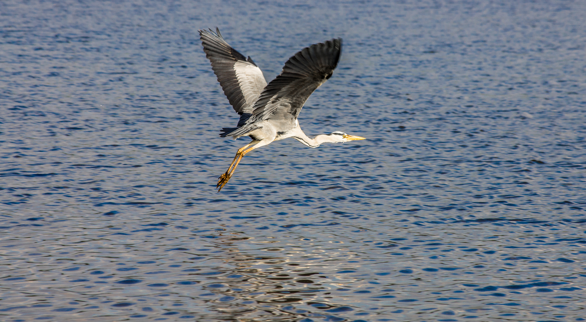 Pentax K-5 sample photo. Flying mode photography