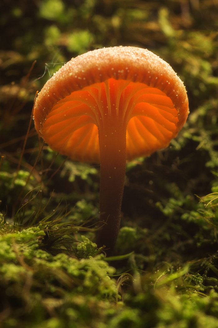 Sony SLT-A77 + Minolta AF 100mm F2.8 Macro [New] sample photo. Mushroom in the moss photography