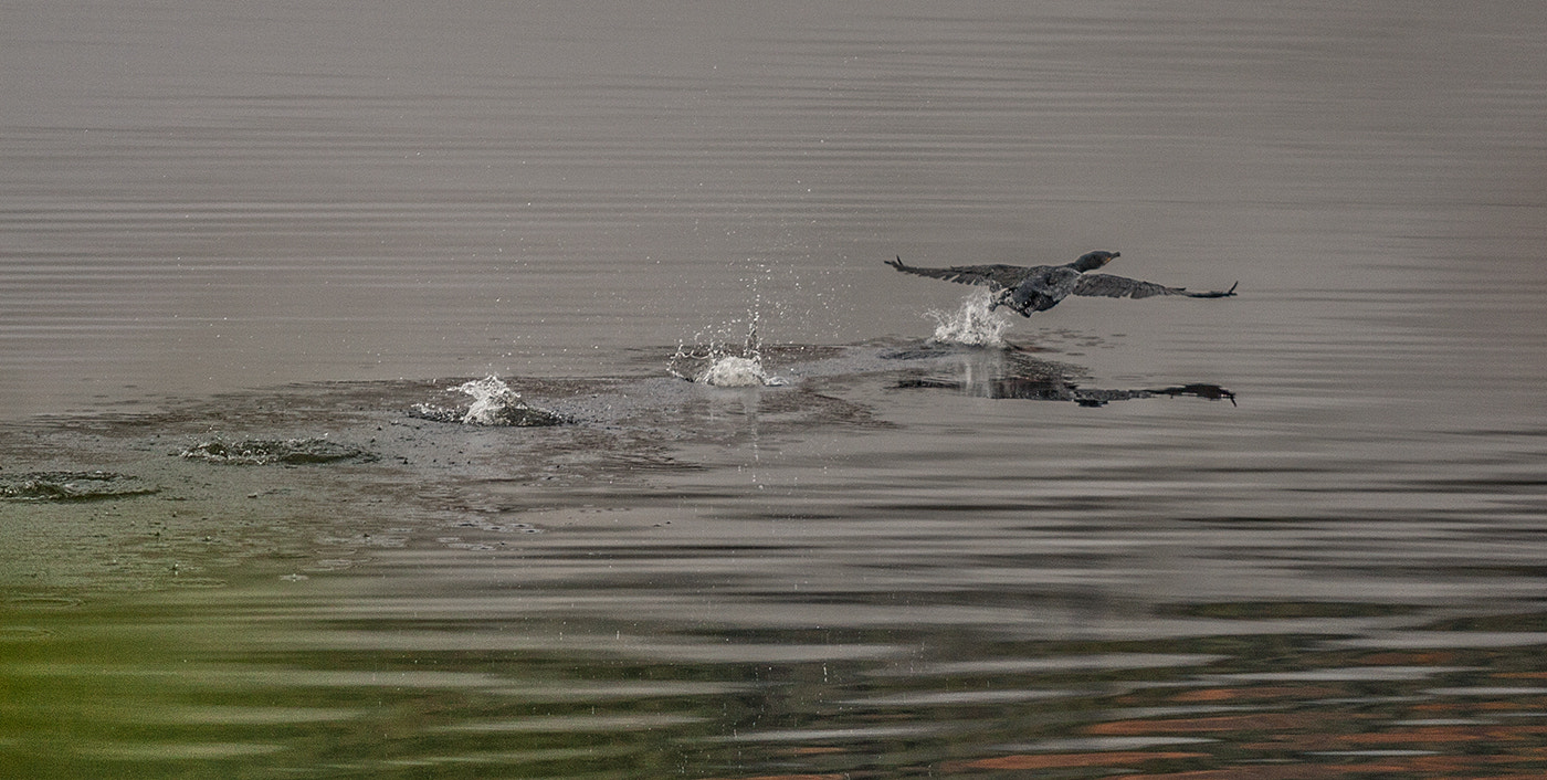 Canon EF 70-200mm F2.8L USM sample photo. Take off photography
