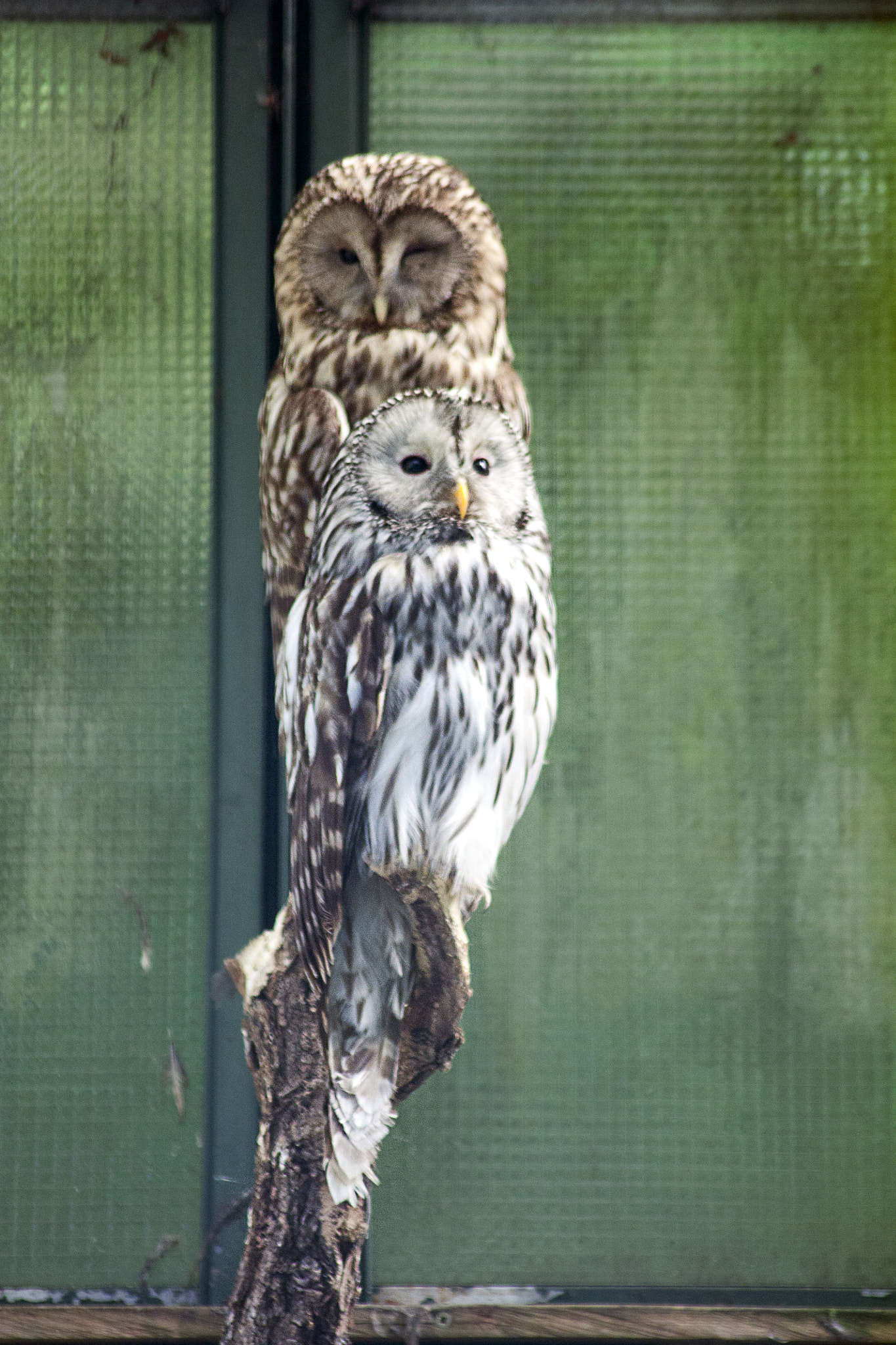 Canon EOS 450D (EOS Rebel XSi / EOS Kiss X2) sample photo. Owls photography