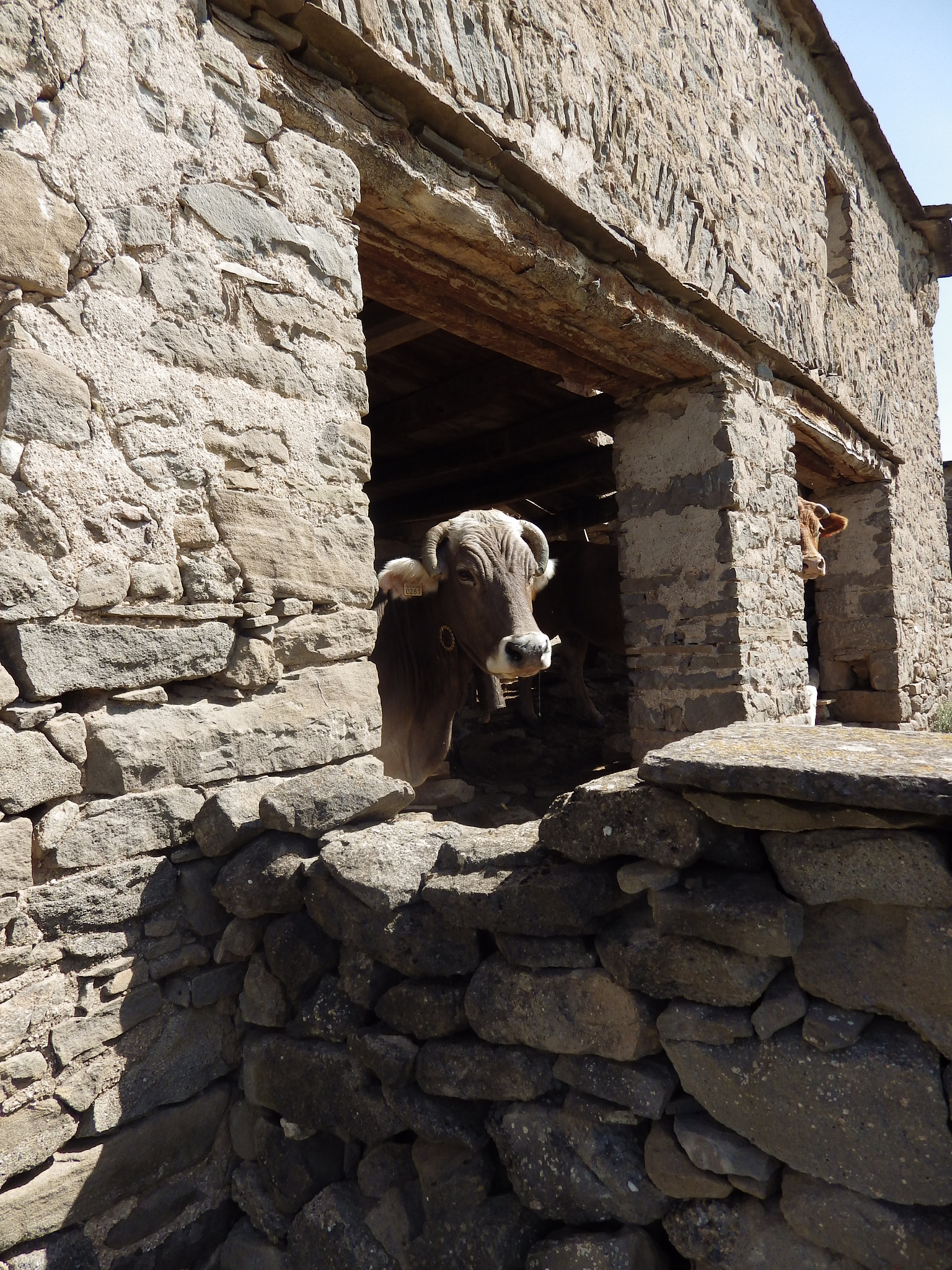 Pentax X-5 sample photo. Les vaches de miz et biban photography
