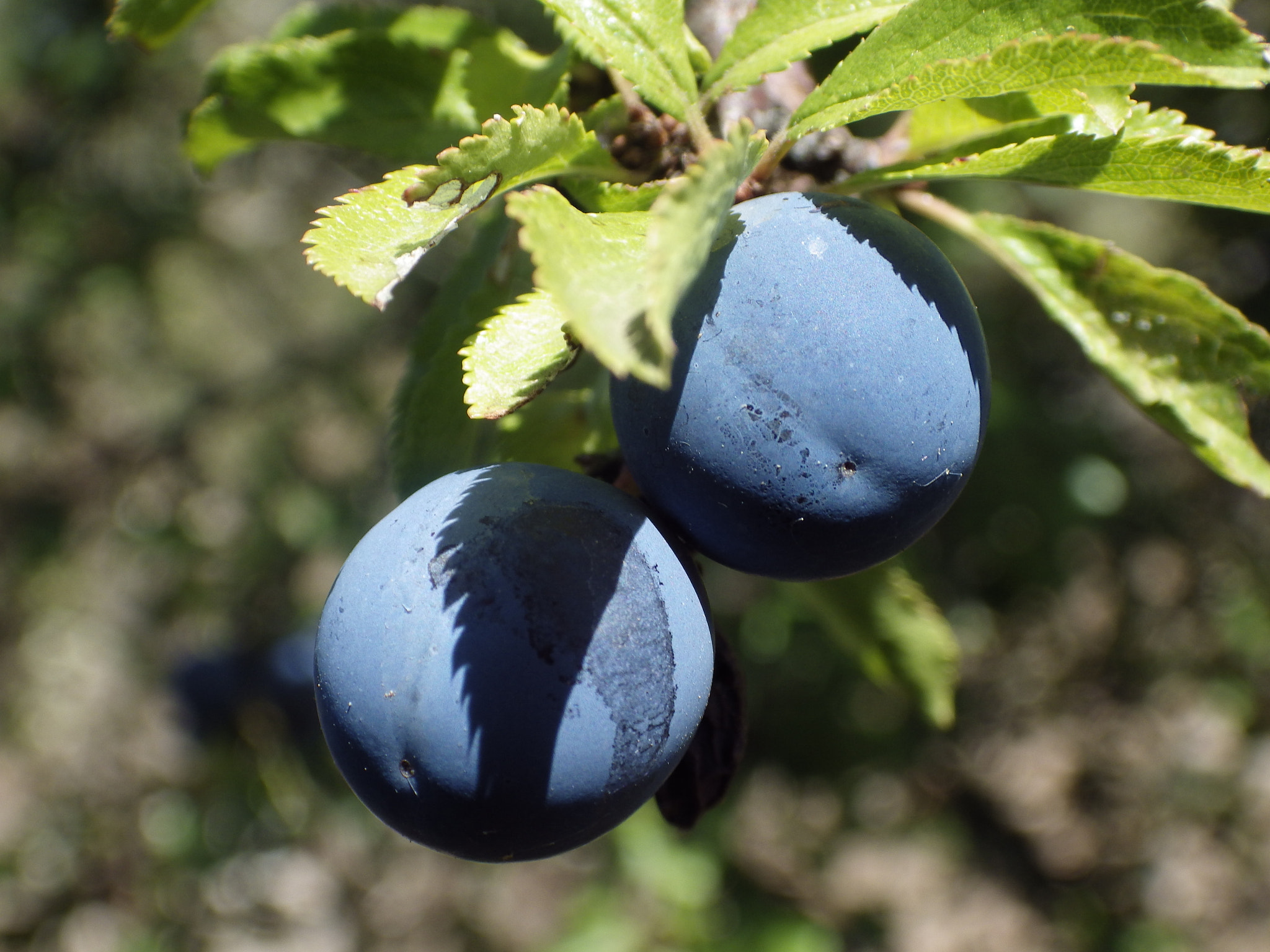 Pentax X-5 sample photo. Mini prune photography