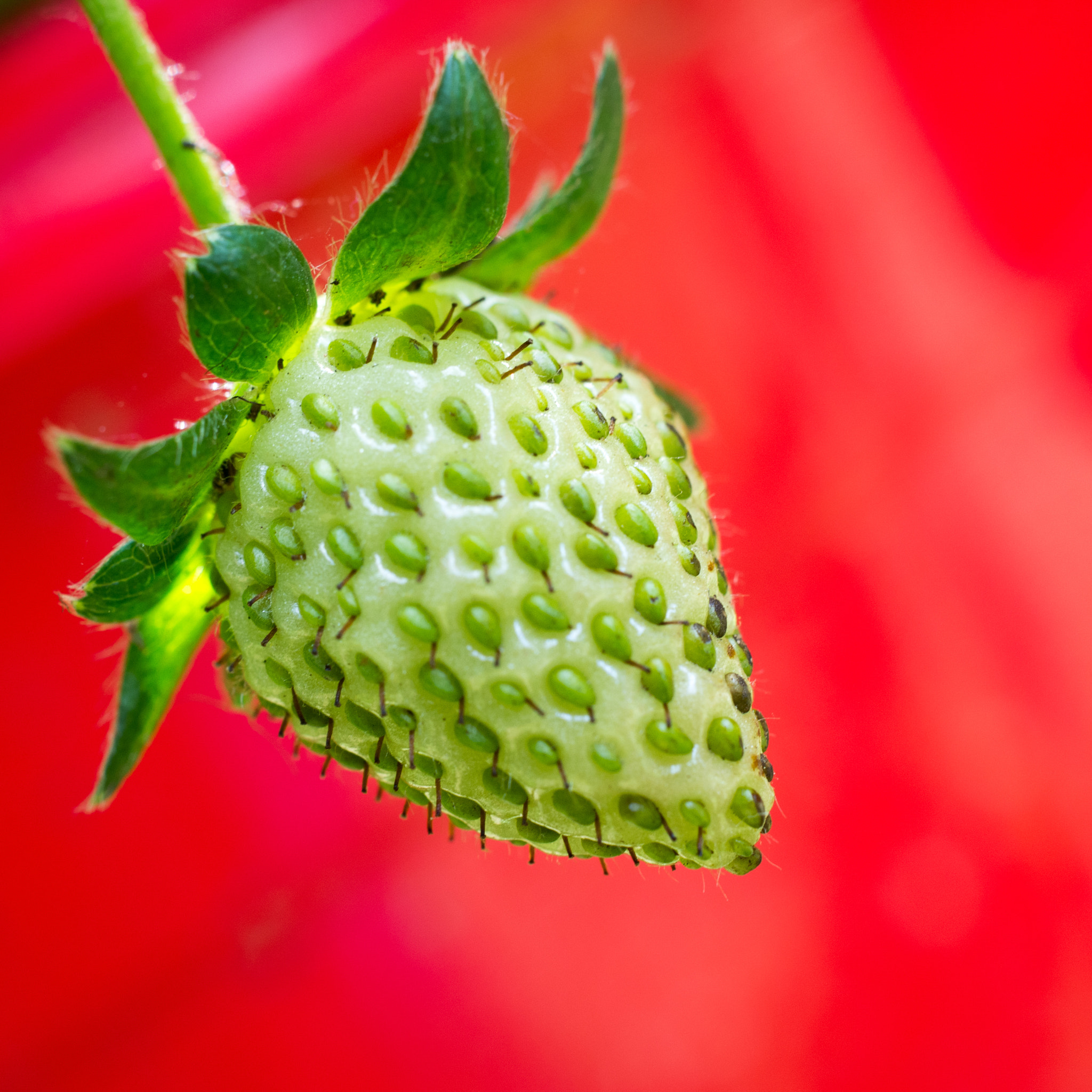 Pentax smc DA 35mm F2.8 Macro Limited sample photo. Green strawberry photography