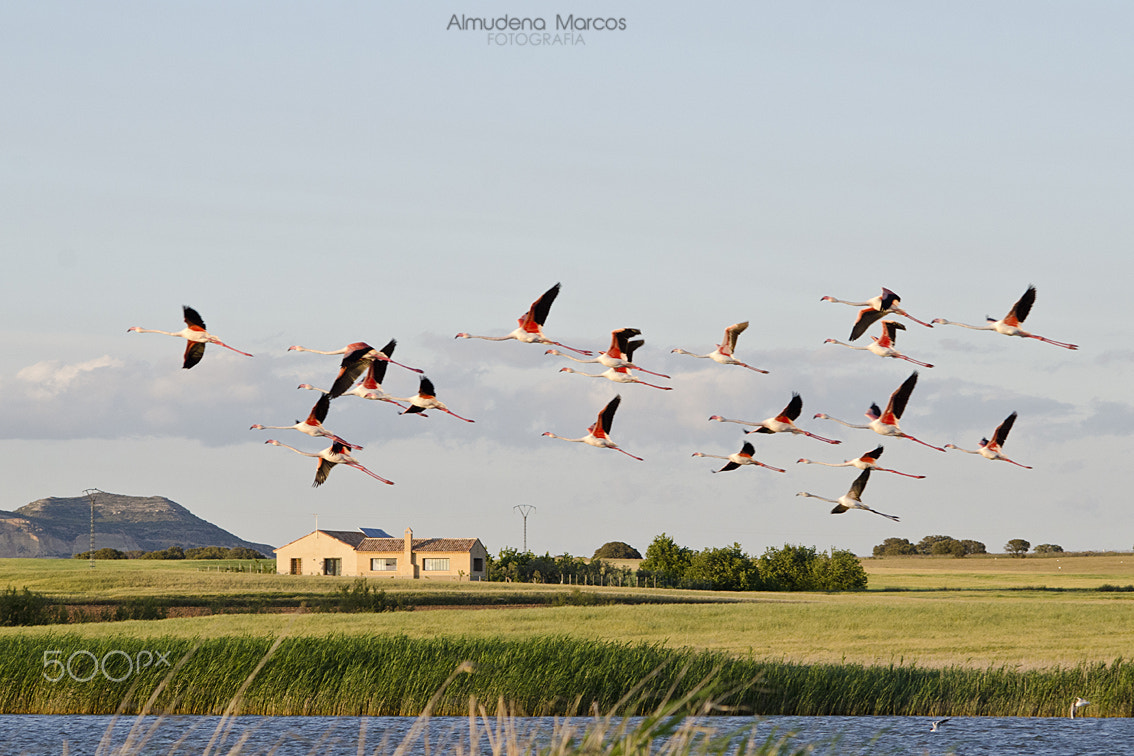 Nikon D7000 + AF Nikkor 70-210mm f/4-5.6D sample photo. Levantando el vuelo photography