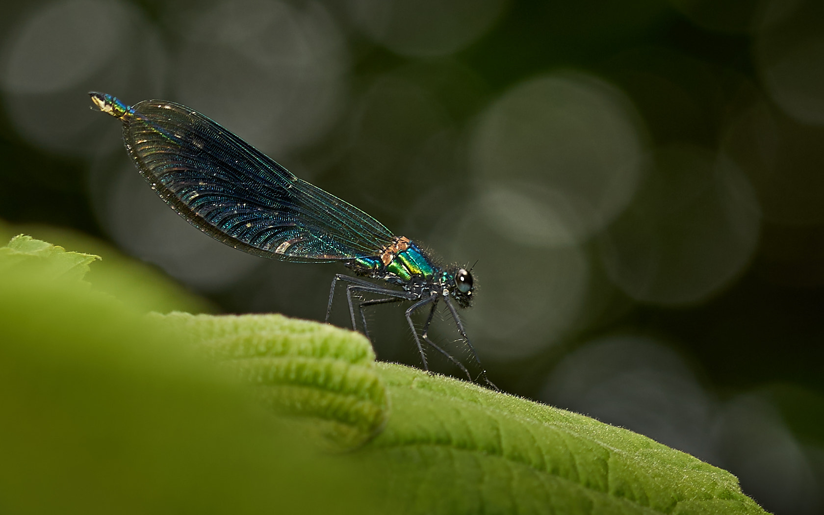 Sony a7 II + 105mm F2.8 sample photo. Demoiselle [damselfly] photography