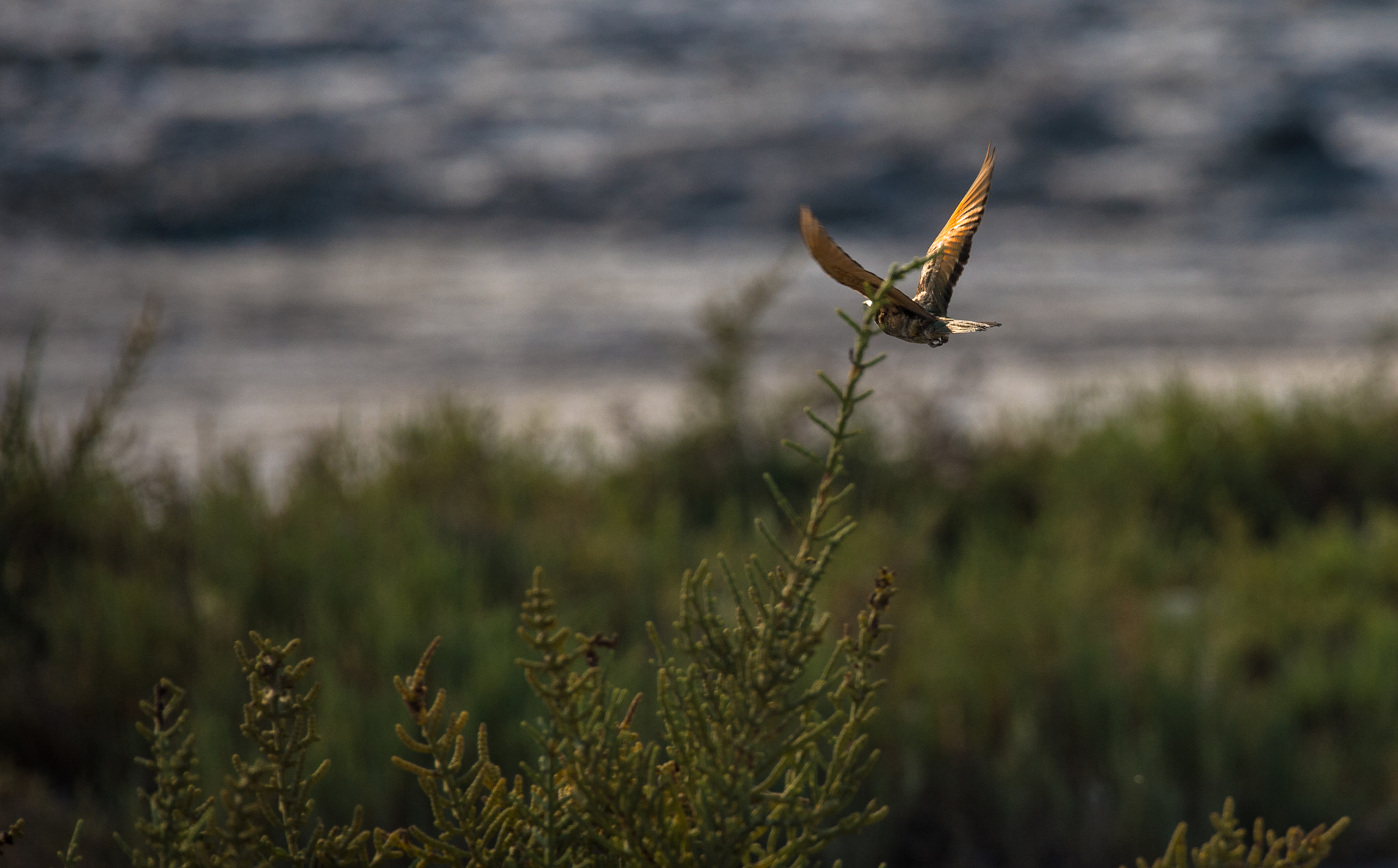 Sigma 150-600mm F5-6.3 DG OS HSM | S sample photo. Kingfisher photography