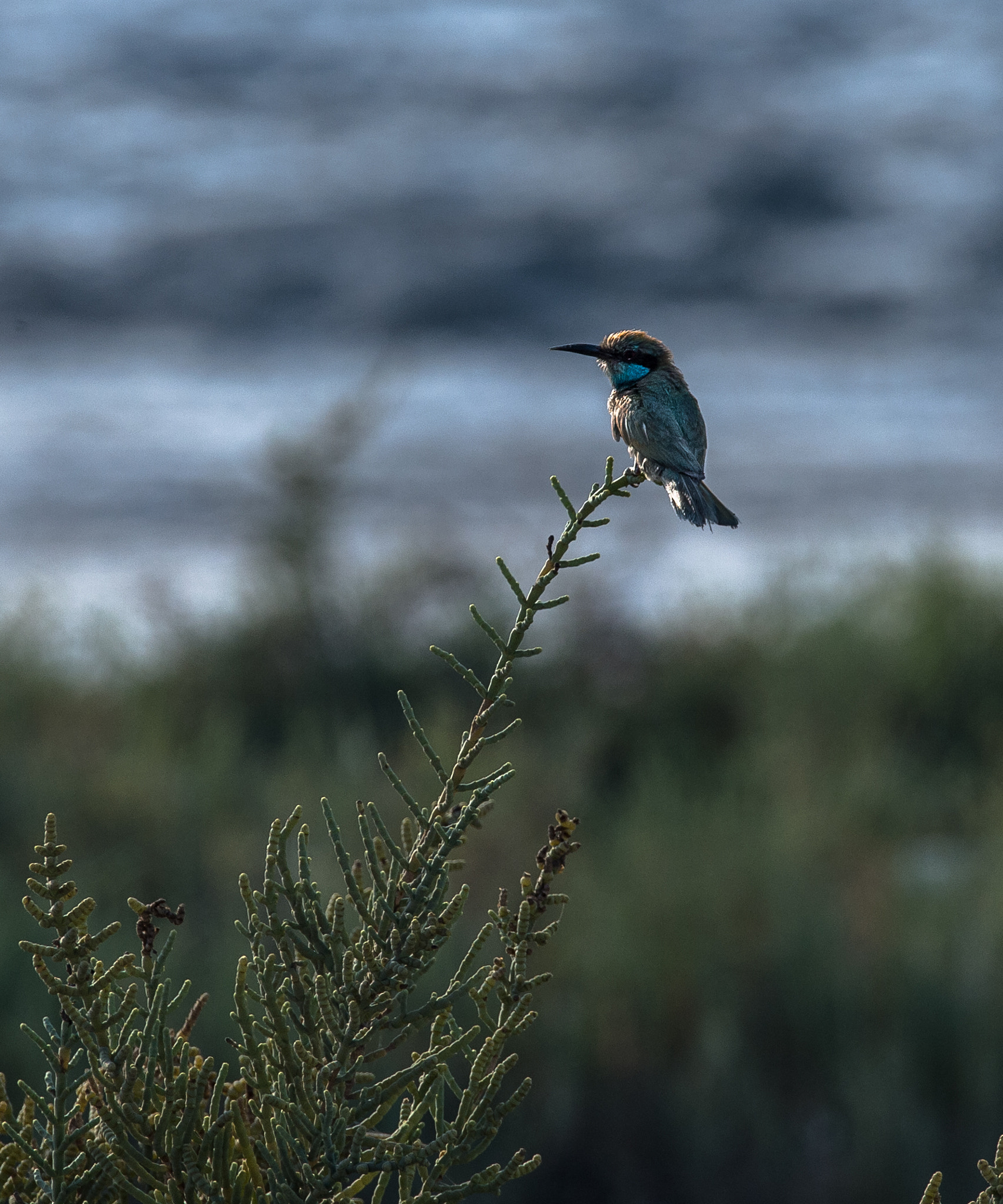 Sigma 150-600mm F5-6.3 DG OS HSM | S sample photo. Kingfisher photography