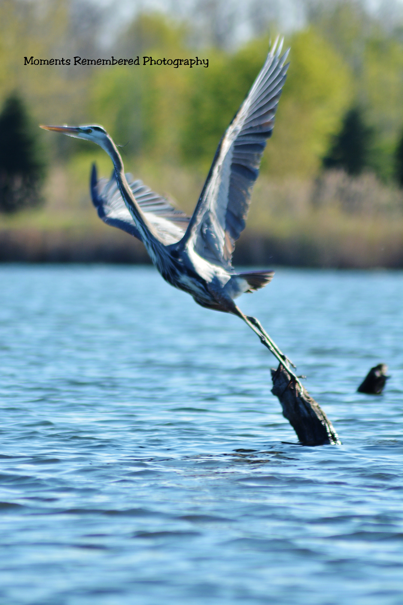 Nikon AF Nikkor 70-300mm F4-5.6G sample photo. Heron taking off photography