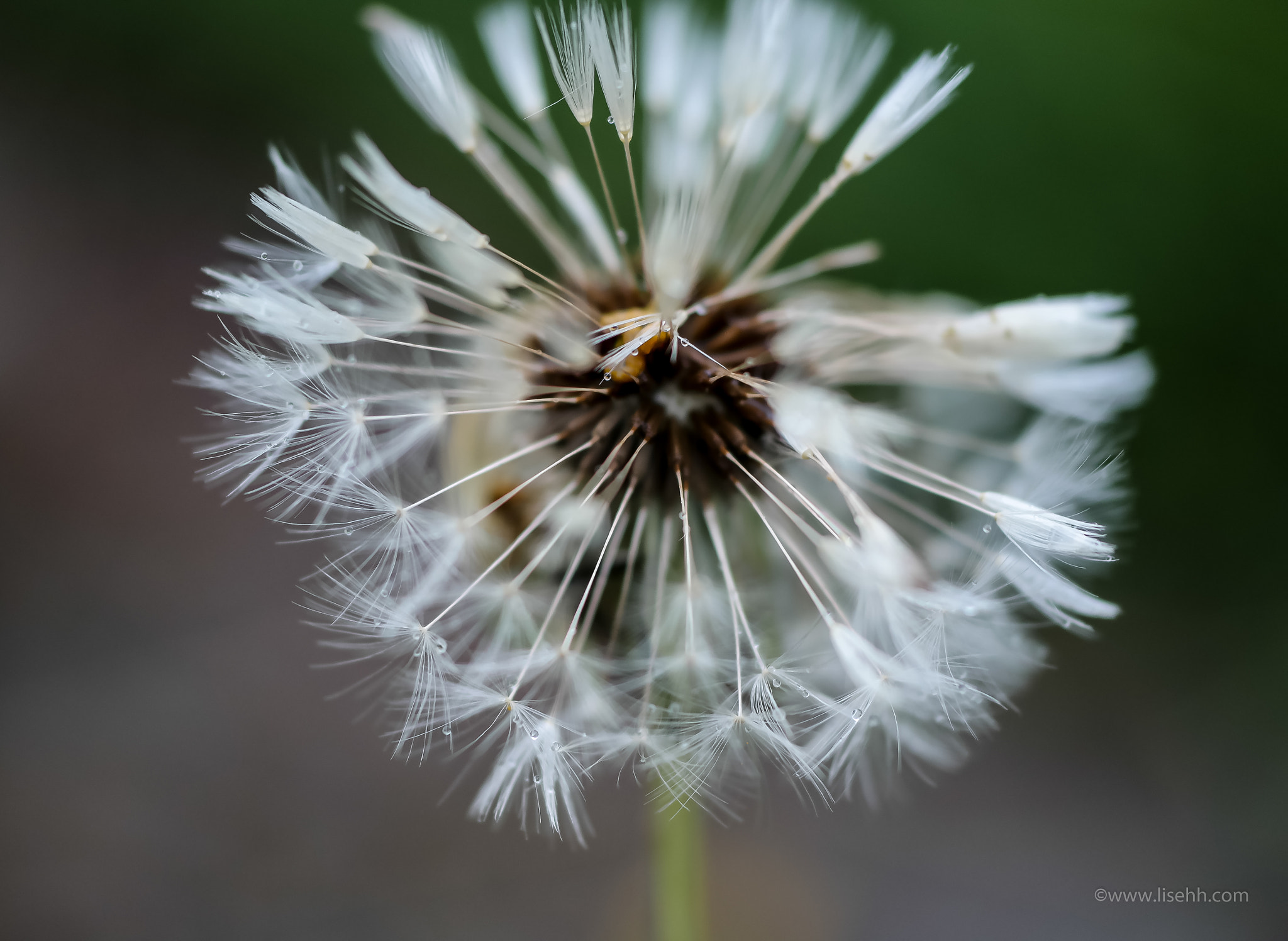 NX 60mm F2.8 Macro sample photo. Dusk photography