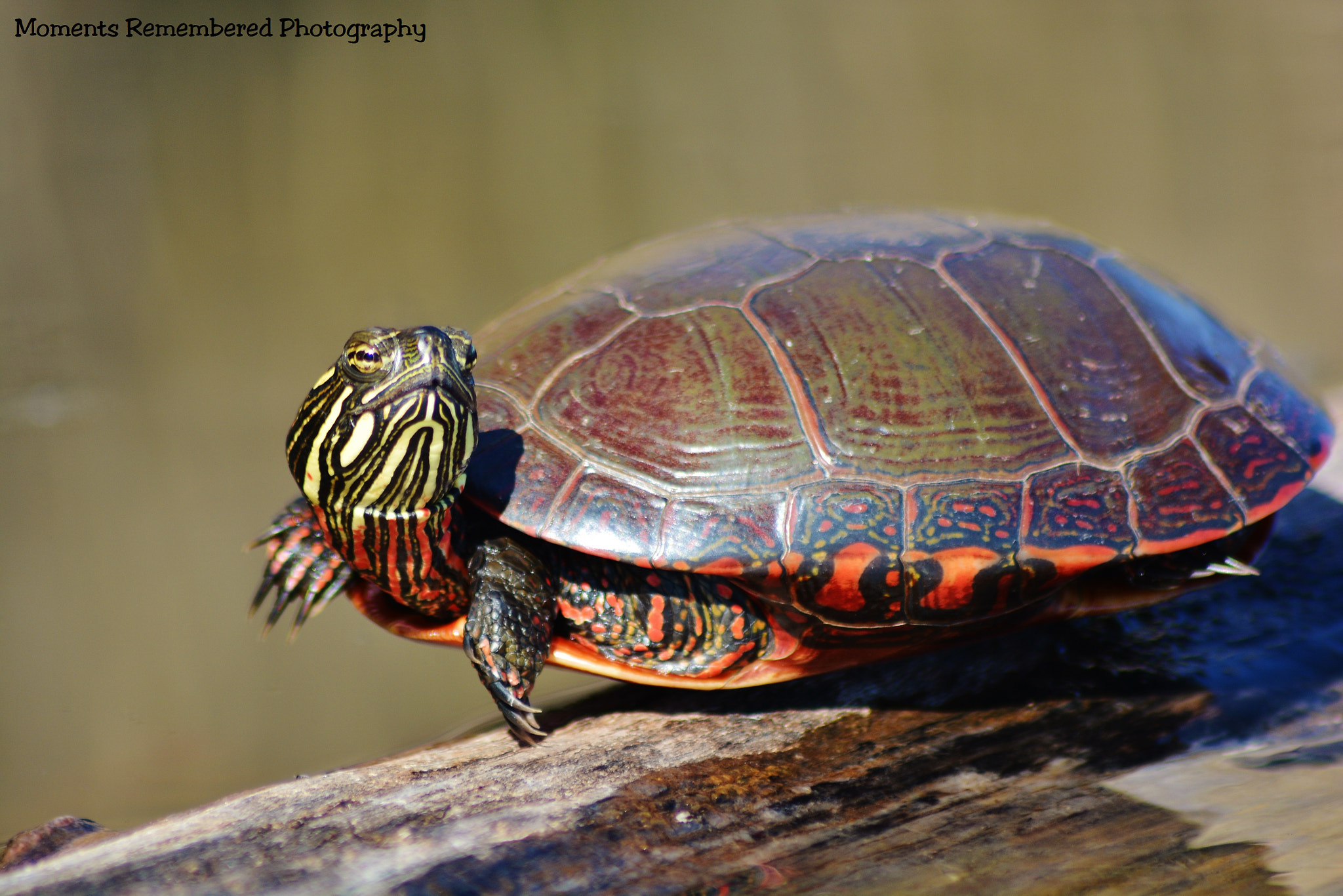 Nikon AF Nikkor 70-300mm F4-5.6G sample photo. Painted turtle photography