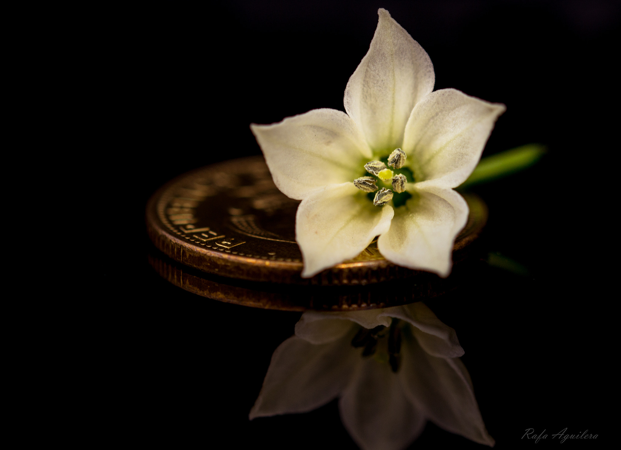 Sigma 105mm F2.8 EX DG OS HSM sample photo. Beauty and money photography