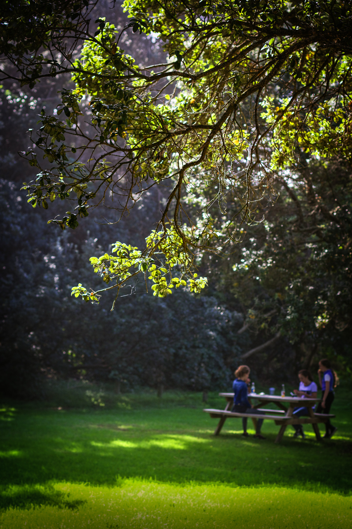 Canon EOS M3 + Canon EF 50mm F1.4 USM sample photo. Summer picnic photography