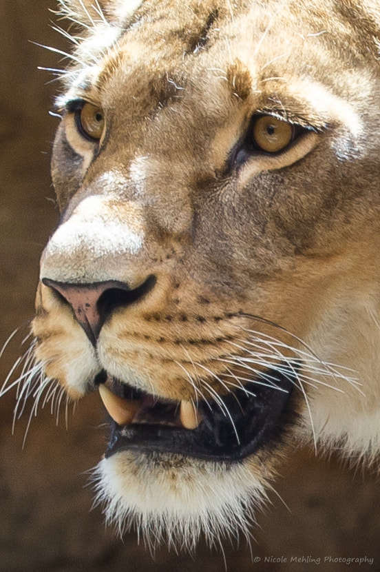 Canon EF 100-400mm F4.5-5.6L IS II USM sample photo. Lioness photography