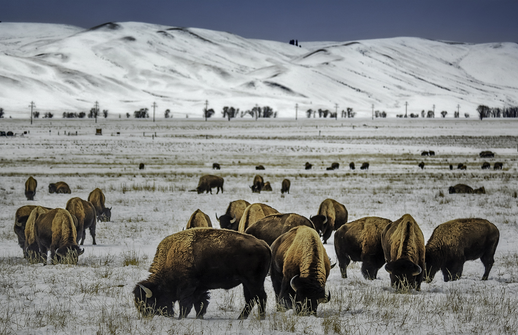 Nikon D2X sample photo. Winter in jackson hole photography