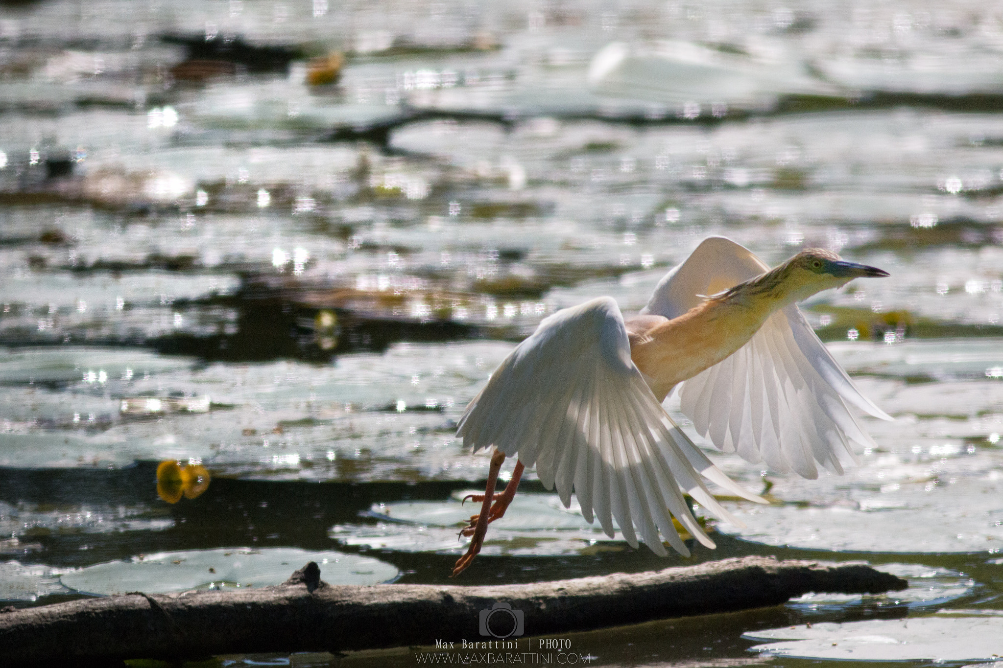 Canon EF 400mm F5.6L USM sample photo. Squacco heron ardeola ralloides photography