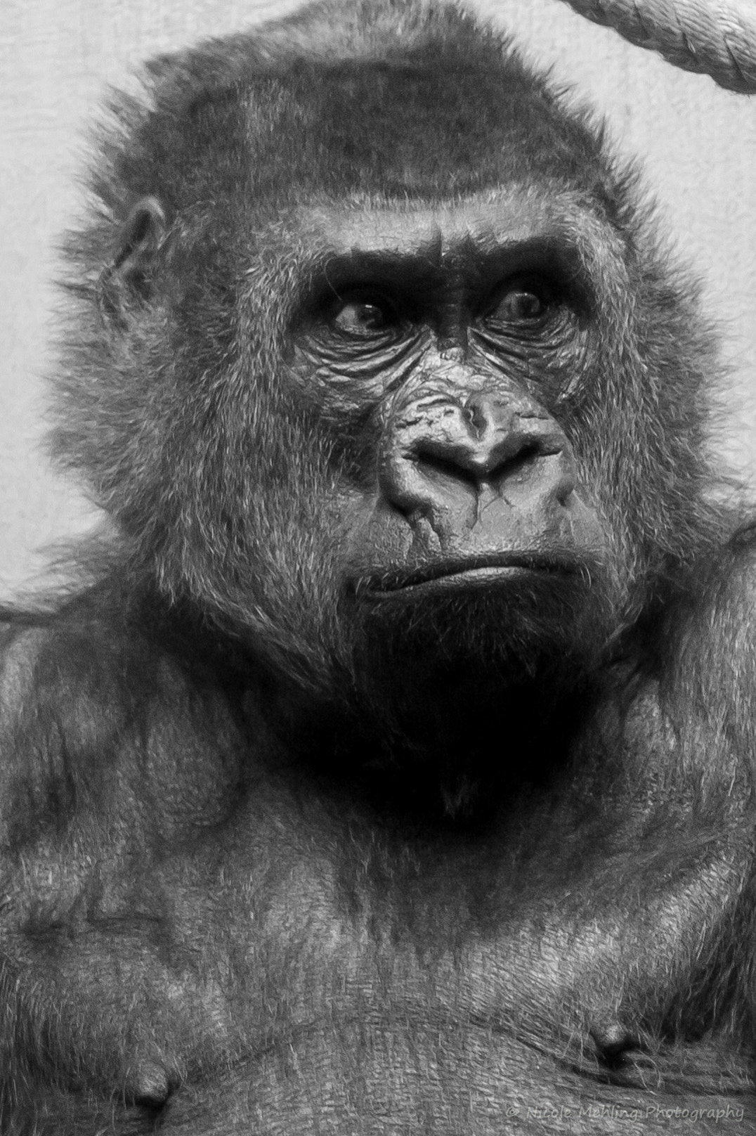 Canon EF 100-400mm F4.5-5.6L IS II USM sample photo. Gorilla photography