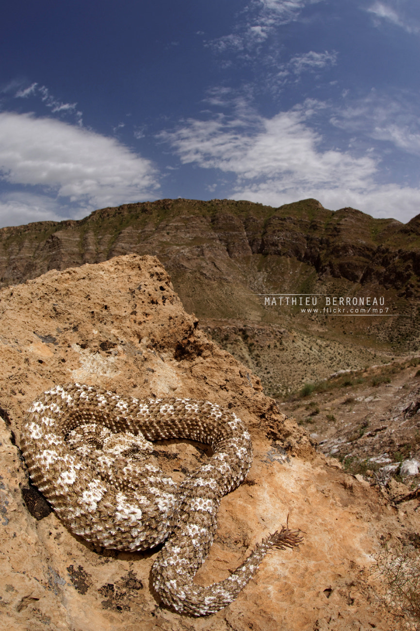 Sony a7 II + Sigma 15mm F2.8 EX DG Diagonal Fisheye sample photo. The spider-tailed horned viper of iran photography
