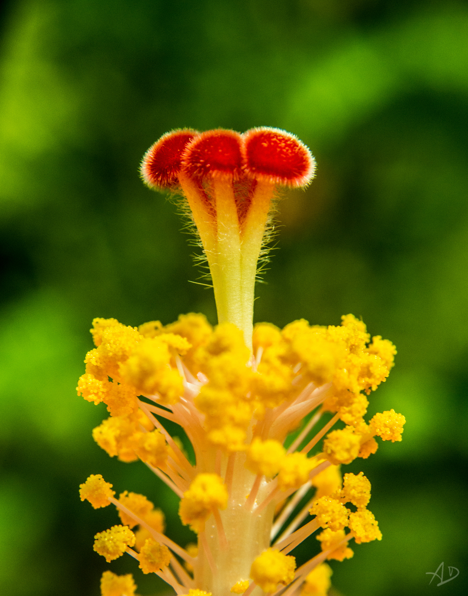 Samsung NX 20-50mm F3.5-5.6 ED sample photo. Florecilla photography