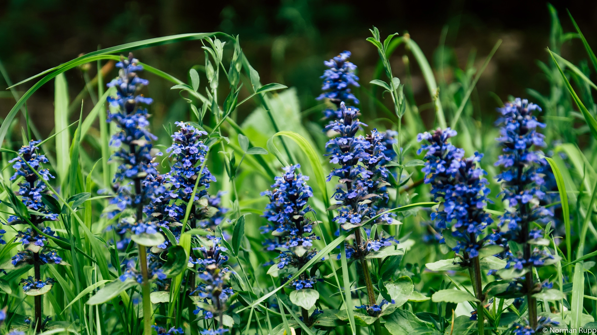 Nikon D80 sample photo. Blue flowers photography