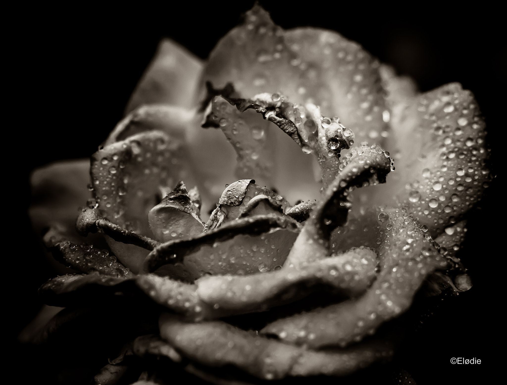 Canon EOS 100D (EOS Rebel SL1 / EOS Kiss X7) + Canon EF 100mm F2.8L Macro IS USM sample photo. Une rose sous la pluie photography