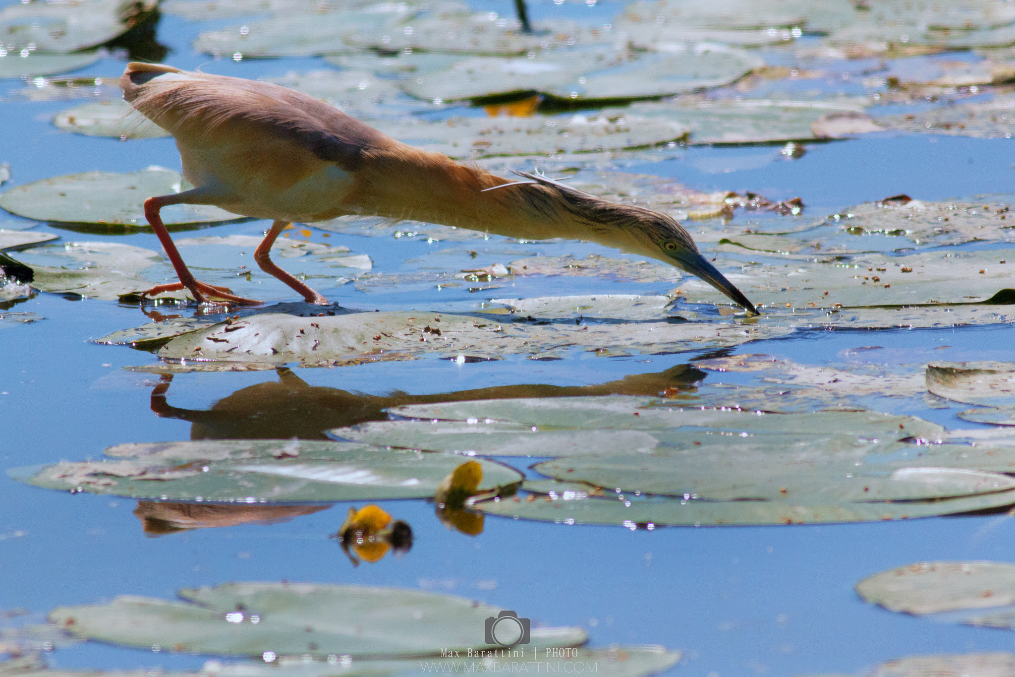 Canon EF 400mm F5.6L USM sample photo. Squacco heron ardeola ralloides photography