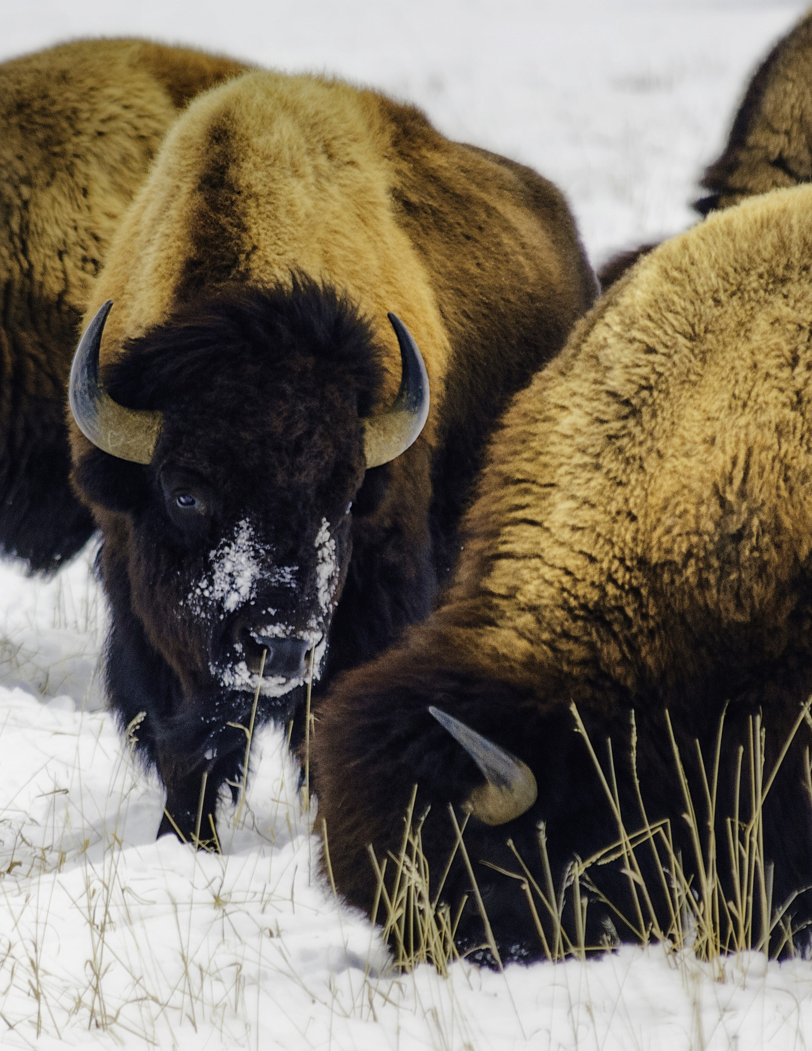 Nikon D2X sample photo. Winter in jackson hole- 2 photography