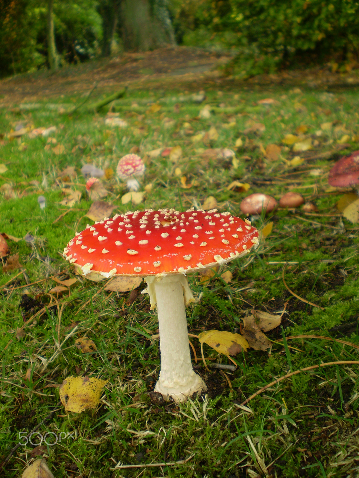 Olympus FE220,X785 sample photo. Red & white photography