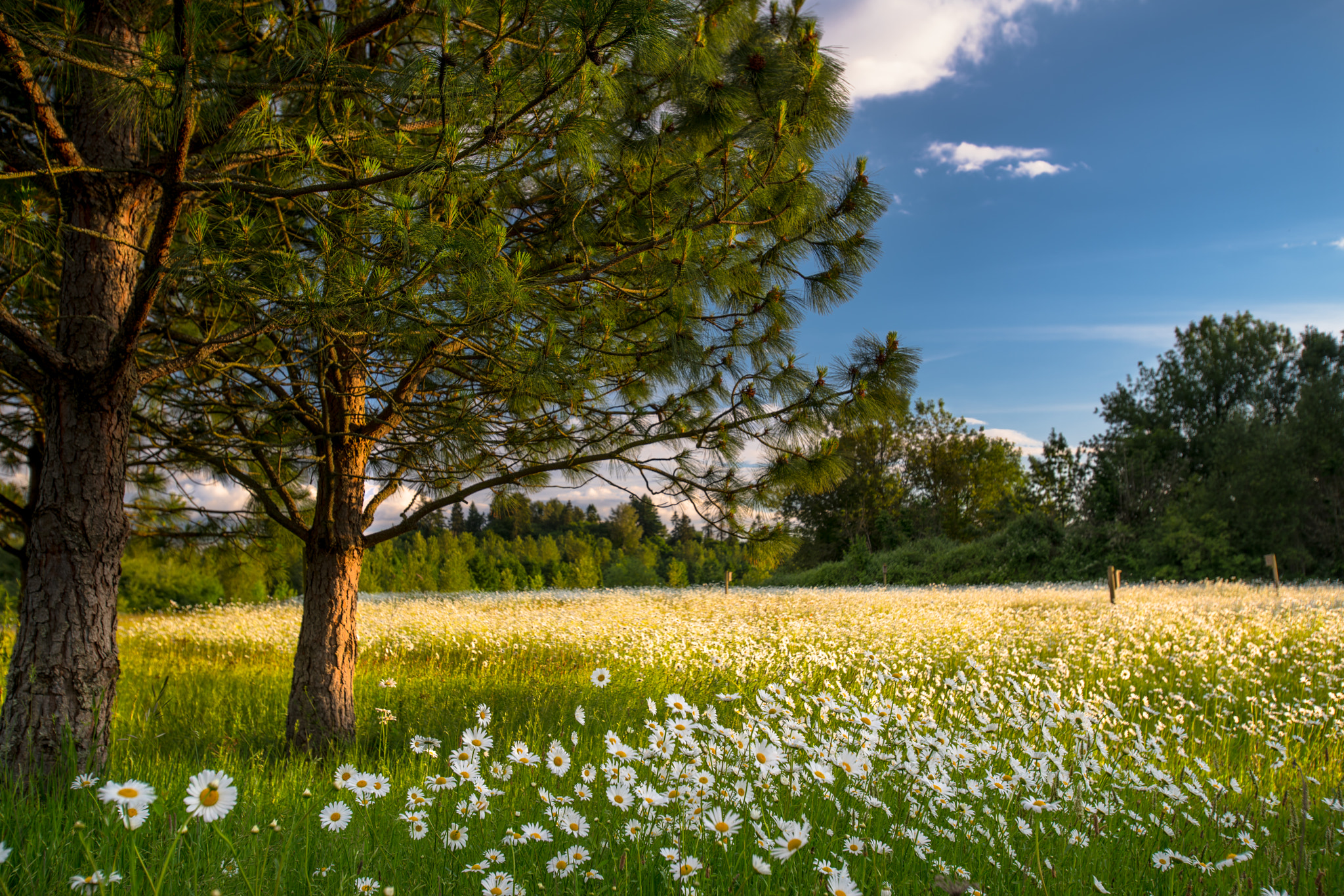 Sony a7R II + Canon EF 16-35mm F2.8L USM sample photo. Sunset daisy field photography